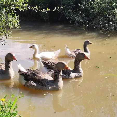 Le Champ Des Grenouilles - Ecologique A La Ferme Vakantiehuis